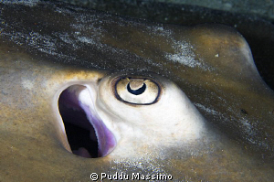 wakatobi,nikon d2x 60mm macro,the eye by Puddu Massimo 